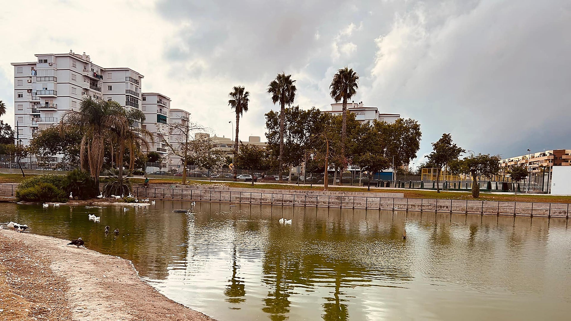 Costa del Sol town considers rehoming scheme for ducks and geese from